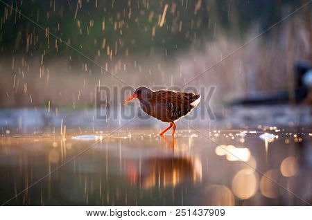 Water Rail (Rallus aquaticus) in sunset in rain