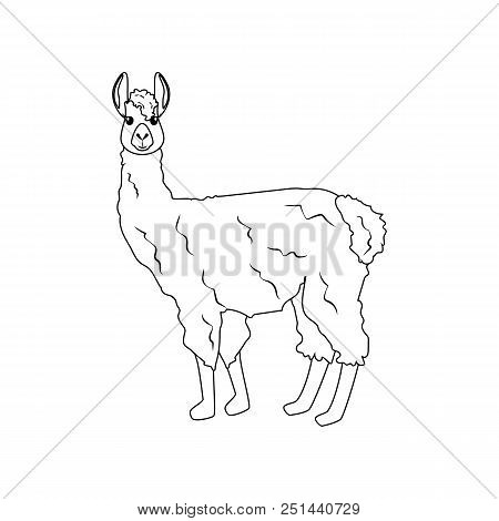 Llama Alpaka Illustration On The White Background. Vector Illustration