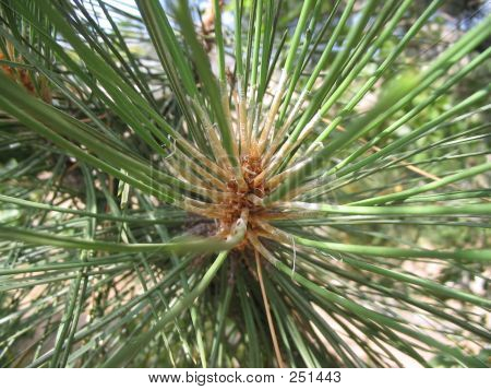 Cedar Tree Rosette