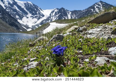Lake In Spring Day. Blue Pulsatilla Patens On The Rocky Coast Of The Lake.
