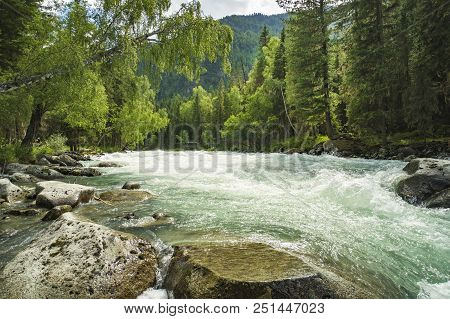 Mountain River Kucherla, Forest, Altai, Russia. Fast Water Stream In Mountain River With Coniferous 