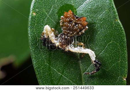 Macro Photography Of Bizarre Crab Spider On Green Leaf