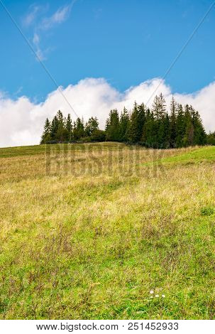 Spruce Woodlot On Top Of A Hill. Hillside With Weathered Grass In Early Autumn. Massive Cloud Behind