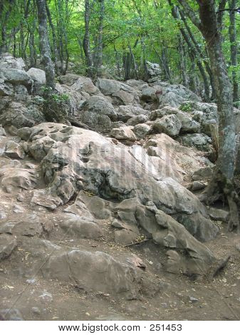 Bergwald-4