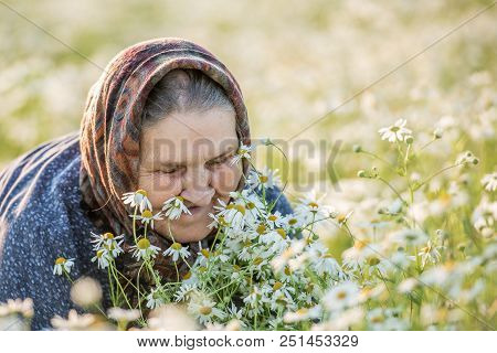 Grandmother, Field, Chamomile And The Concept Of Outdoor Recreation - An Old Lady In A Field With Da