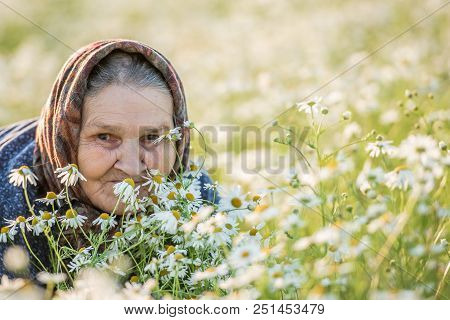 Grandmother, Field, Chamomile And The Concept Of Outdoor Recreation - An Old Lady In A Field With Da