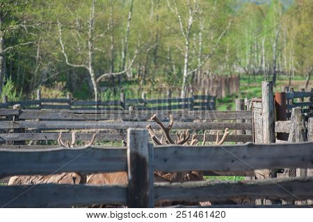 Domesticated deers marals on farm in Altay