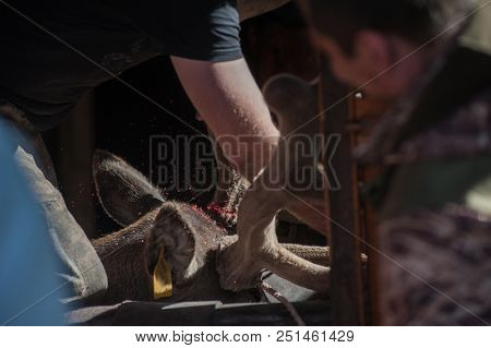Cutting antlers of Altaic stag maral. The antlers of the Altai maral are the most valuable and are used in many non-traditional medicine of the world.