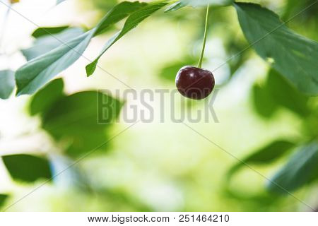 Cherry On The Branch Grows, Ripe Red Cherry In The Garden