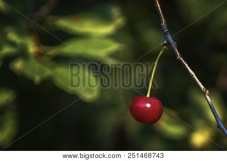 Cherry On The Branch Grows, Ripened Red Cherry
