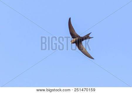 Common Swift (apus Apus)