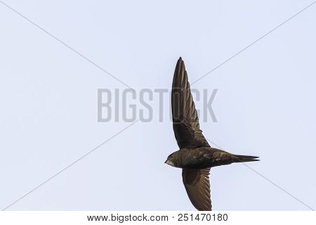Common Swift (apus Apus)