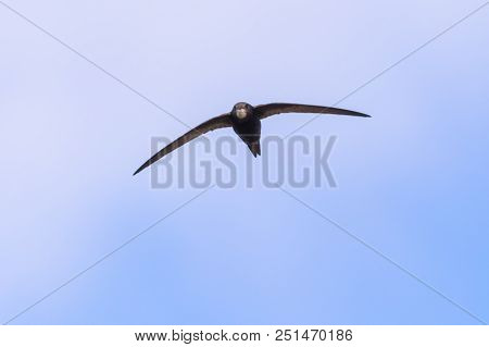 Common Swift (apus Apus)