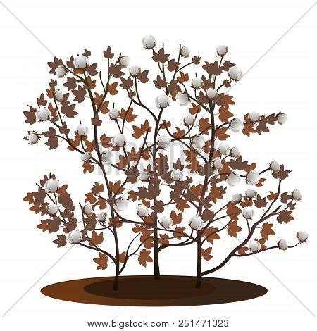 Cotton Plant With Brown Leaves And Fibers