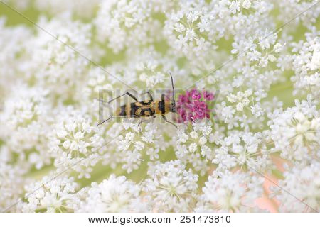 Longhorn Beetle On A White Wild Flower