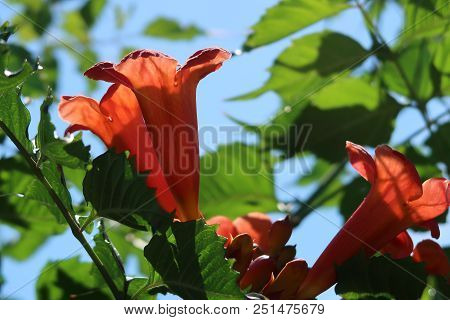 Photography Of Some Wild Campsis Radicans Flowers