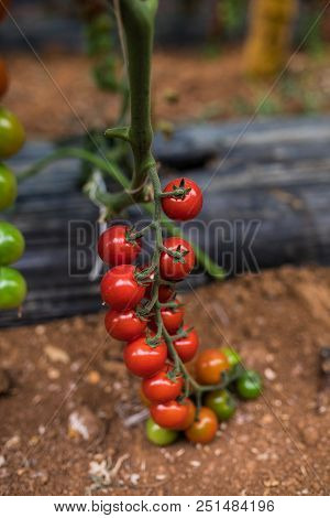 Red Cherry Tomato. Growing Cherry Tomatoes In The Pots And Put On A Steel Rack In The Green House