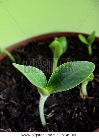在艾菲尔铁塔的绿色背景的年轻发芽