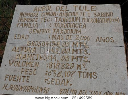 Santa Maria Del Tule, North America Mexico On February 2018: Stone Plaque Reveals Montezuma Cypress 
