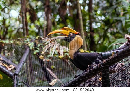 Beautiful Great Hornbill