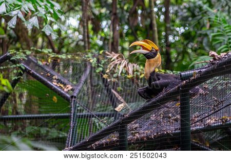 Great Hornbill In A Zoo
