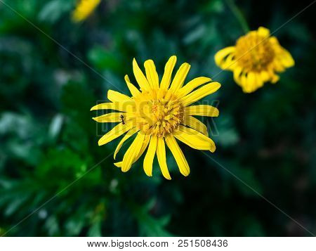 Yellow Camphor Flowers Bloom In A Garden In A Japanese Park In Central Kanagawa Prefecture, Japan