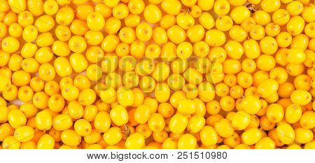 Branch Of Sea Buckthorn Berries With Leaves. Clipping Paths, Shadow Separated, Infinite Depth Of Fie