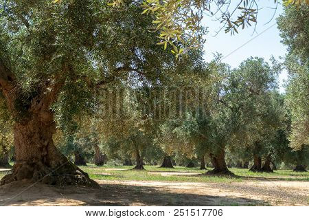 Very Old Olive Trees In Apulia, Italy, Famous Center Of Extra Virgine Olive Oil Production