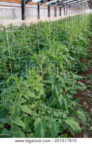 Bio Farming In Italy, Cultivation Of Tomatoes In Greenhouse, Agriculrutal Region Near Fondi, Lazio,