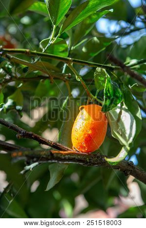 Tropical Small Ripe Orange Citrus Fruits Kumquats On Tree, Close Up, Ready To Harvest