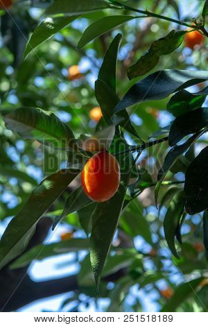 Tropical Small Ripe Orange Citrus Fruits Kumquats On Tree, Close Up, Ready To Harvest
