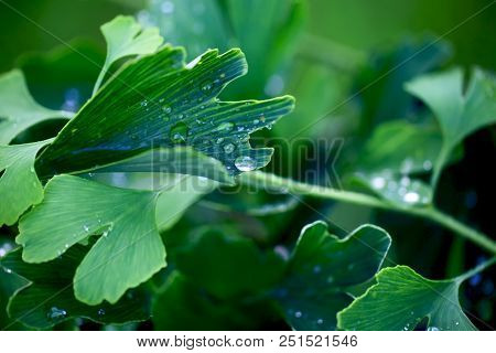 Reflection In Water Droplets On Young Leaves Of Ginkgo Biloba.