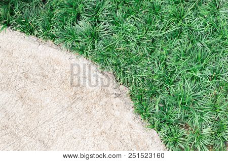 Green Ophiopogon Japonicus Grass And Concrete Walkway, Abstract Background
