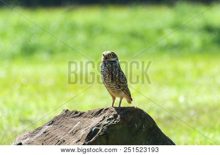 Beautiful Owl (glaucidium Minutissimum) On Top Of A Rock.