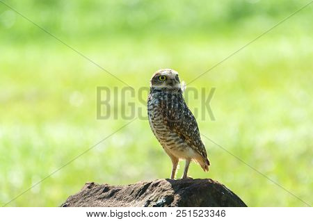 Beautiful Owl (glaucidium Minutissimum) On Top Of A Rock.