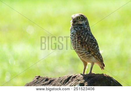 Beautiful Owl (glaucidium Minutissimum) On Top Of A Rock.