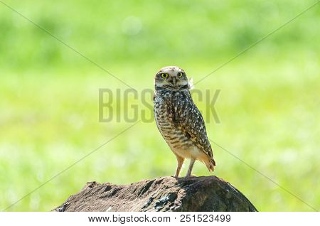 Beautiful Owl (glaucidium Minutissimum) On Top Of A Rock.