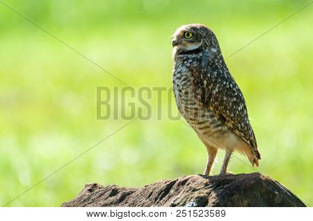 Beautiful Owl (glaucidium Minutissimum) On Top Of A Rock.