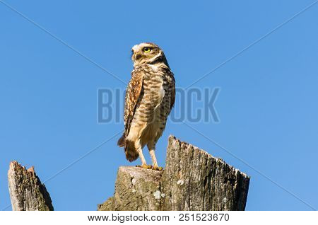 Beautiful Owl (glaucidium Minutissimum) On Top Of A Tree Trunk.