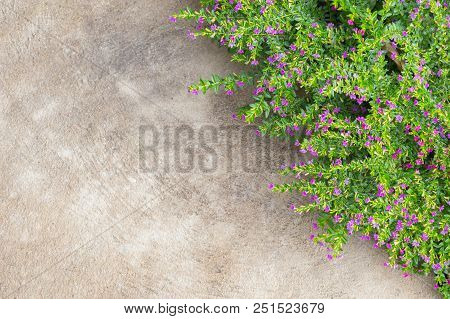 False Heather, Elfin Herb Flower With Concrete Background