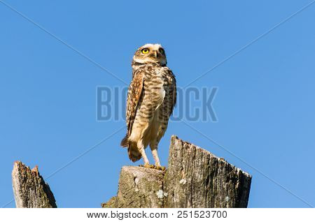 Beautiful Owl (glaucidium Minutissimum) On Top Of A Tree Trunk.