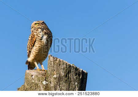 Beautiful Owl (glaucidium Minutissimum) On Top Of A Tree Trunk.
