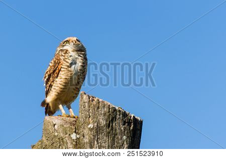 Beautiful Owl (glaucidium Minutissimum) On Top Of A Tree Trunk.