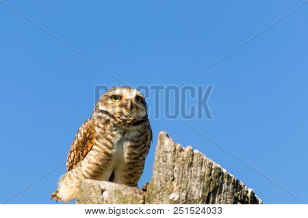 Beautiful Owl (glaucidium Minutissimum) On Top Of A Tree Trunk.