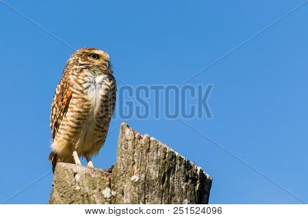 Beautiful Owl (glaucidium Minutissimum) On Top Of A Tree Trunk.