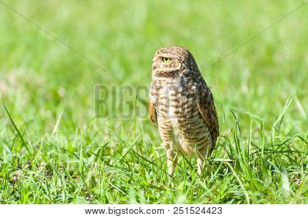 Beautiful Owl (glaucidium Minutissimum) On Top Of A Grass.