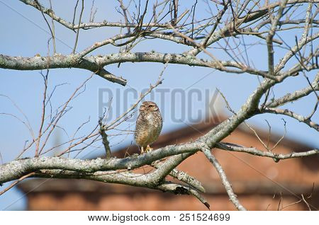Beautiful Owl (glaucidium Minutissimum) On Top Of A Tree.