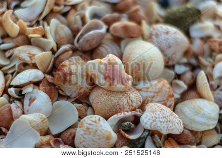 Travel Photo In St. Barths, Caribbean. 
Close-up Photo Of A Lot Of Shells On Shell Beach In Gustavia