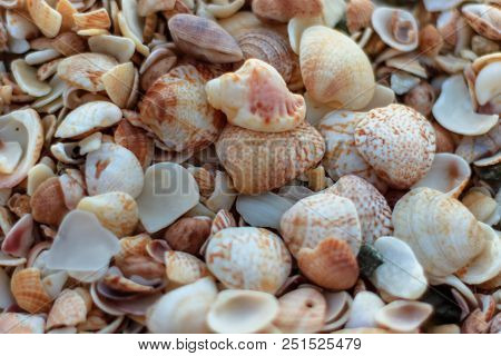 Travel Photo In St. Barths, Caribbean. 
Close-up Photo Of A Lot Of Shells On Shell Beach In Gustavia