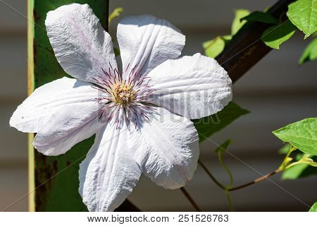 Closeup White Flower Of Blossoming Clematis Jackmanii